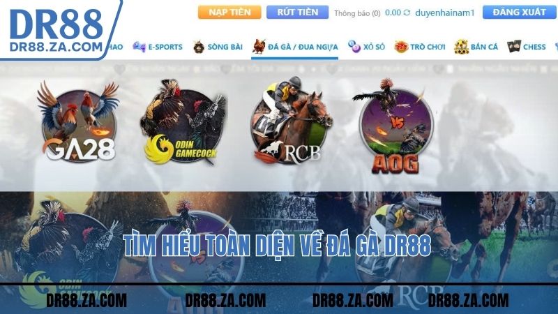 Tìm hiểu toàn diện về đá gà DR88